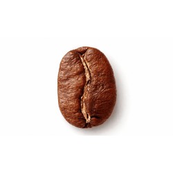 Dampit Arabica Roasted Coffee – Flavor Profile & Export Description